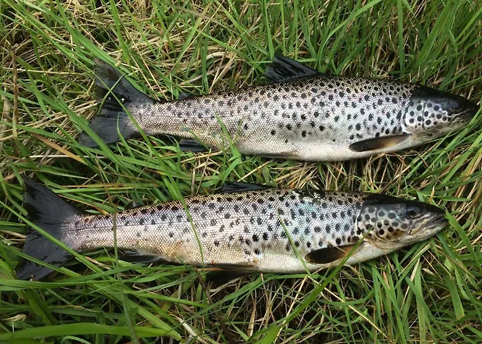 B&B Andresna House 3*